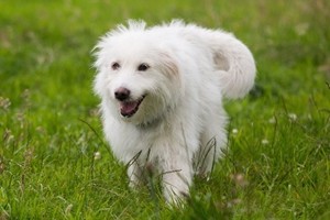 Долли Партон обещала приютить у себя собачку, которая потерялась на фестивале Glastonbury