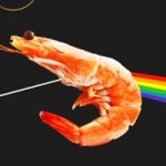Новый вид креветок получил название в честь Pink Floyd
