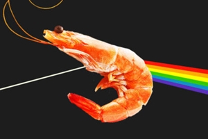 Новый вид креветок получил название в честь Pink Floyd