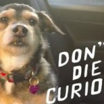 Том Розенталь выпустил видео Don’t Die Curious
